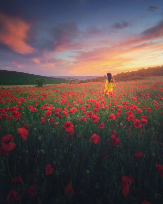 В маковом полеphoto preview