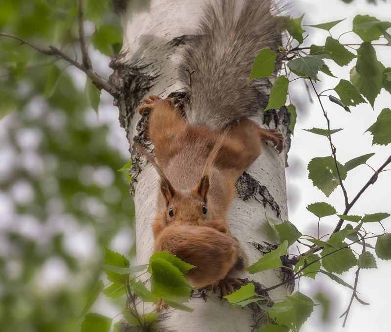 зверёныш, белка, бельчонок, на новое местоphoto preview