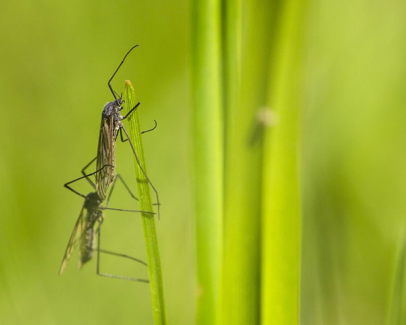 макро, насекомые,трава, весна Не комарphoto preview