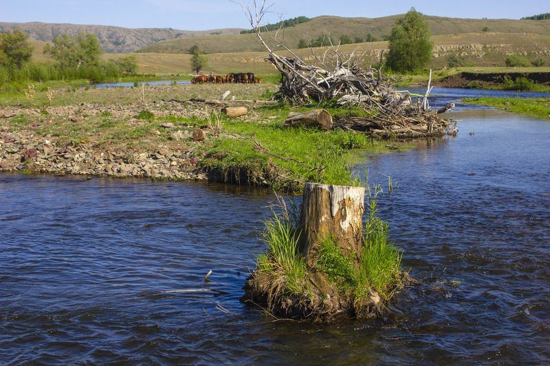 природа, весна,пейзаж, пень, река, лошади, небо, южный урал, Старый пеньphoto preview