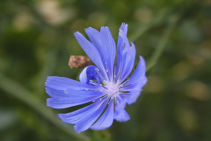 природа, ботаника, растения, цикорий, цветы цикорий фото превью