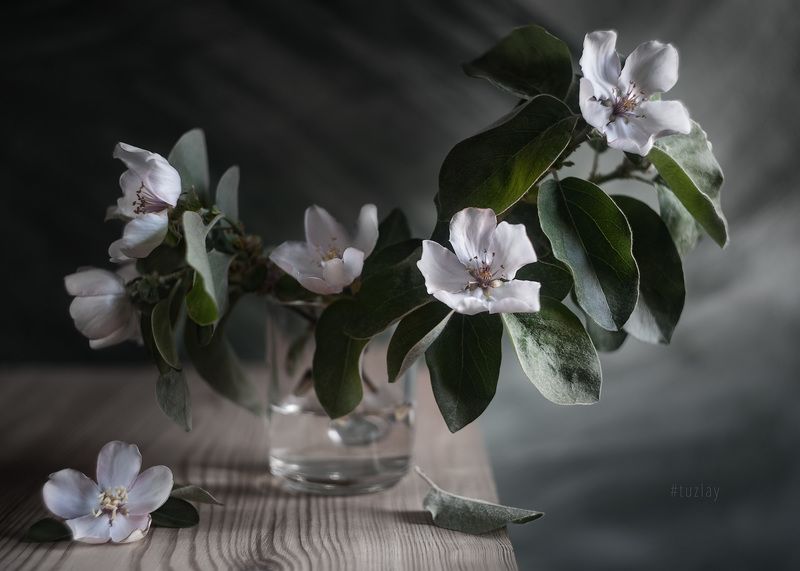 айва, цветение С цветками айвыphoto preview