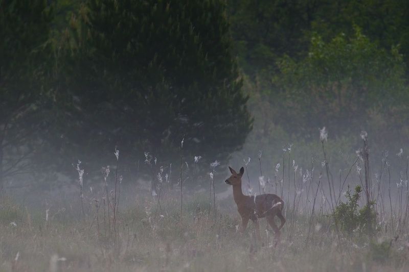 утречком photo preview
