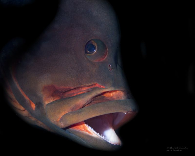 подводное фото подводный мир хургада египет жогло zhoglo красное море Портретphoto preview