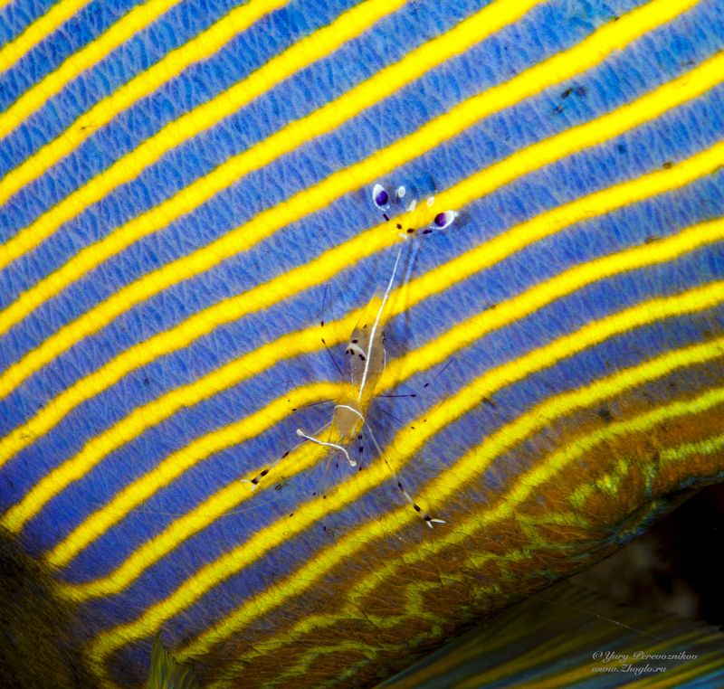 подводное фото подводный мир хургада египет жогло zhoglo красное море Креветкаphoto preview