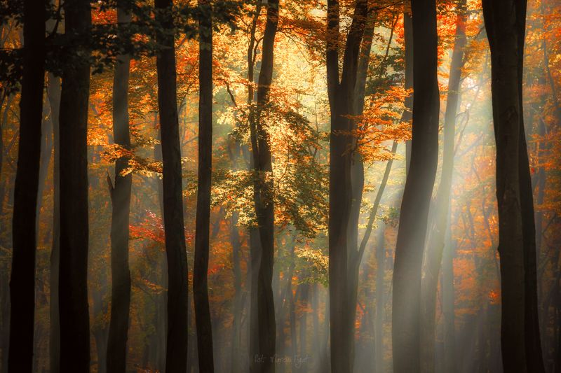 The interior of the forest. фото превью