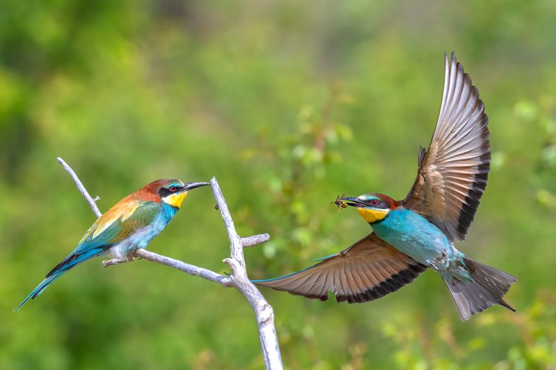 European bee-eater (Merops apiaster)...photo preview