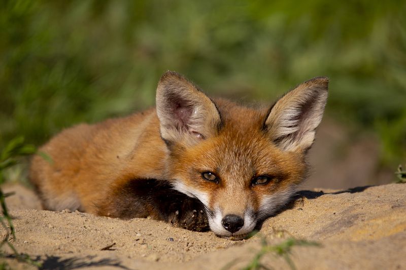 живая природа ***photo preview