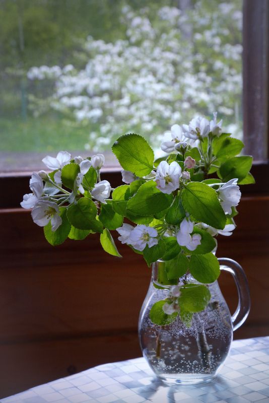 Когда яблони цветутphoto preview