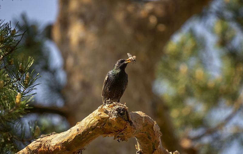 птица, скворец, заботы, время забот.. фото превью
