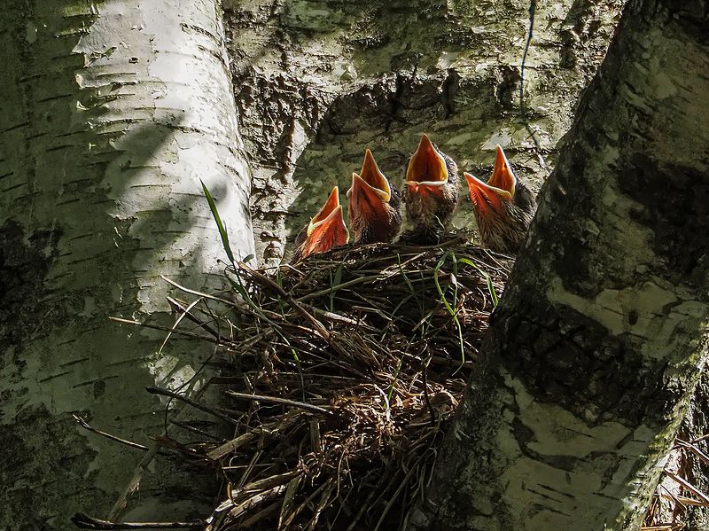 квартетphoto preview