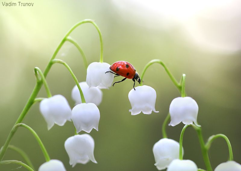ландыш, божья коровка, весна Мелодия весны фото превью