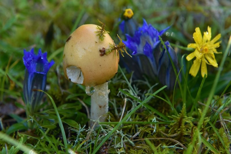 Надкусили - съедобный наверное ;))photo preview