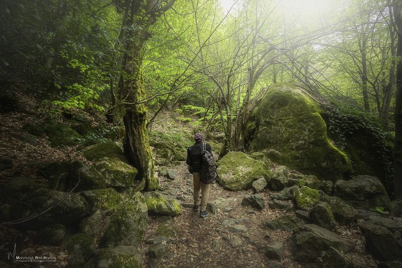 Fog Roadphoto preview