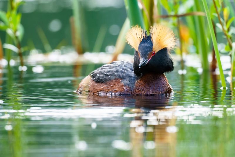 Красношейная поганкаphoto preview