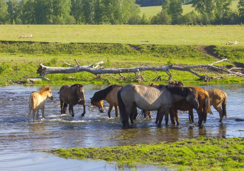 природа, животные, домашние животные, лошади Жараphoto preview