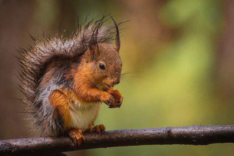 Пушистикиphoto preview