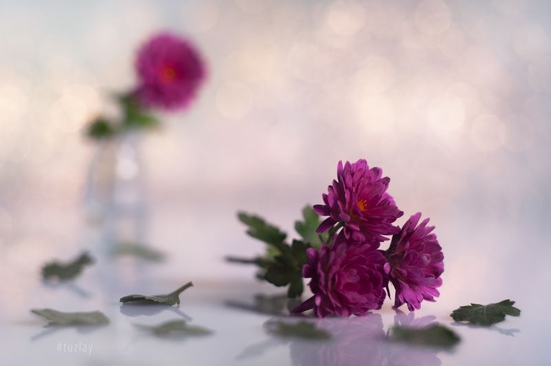 хризантемы Про маленькую хризантему октябряphoto preview