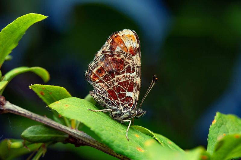 макро бабочка макрофото вечер насекомые природа Бабочка на закатеphoto preview