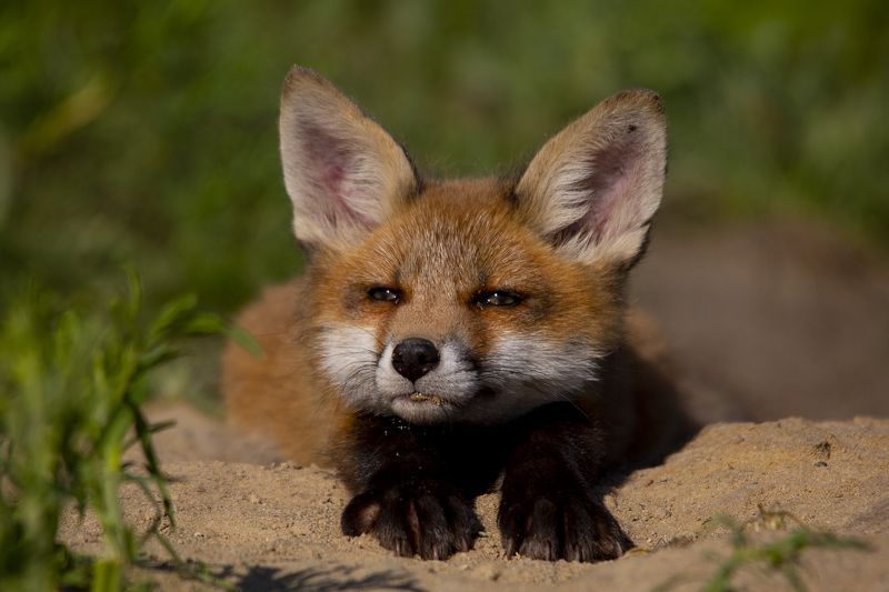 живая природа Потягуленькиphoto preview