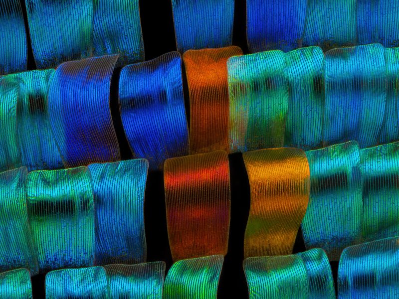 irass, waledzik, nat geo, olympus, close up, macro, extreme macro, макро Chrysiridia rhipheus.photo preview