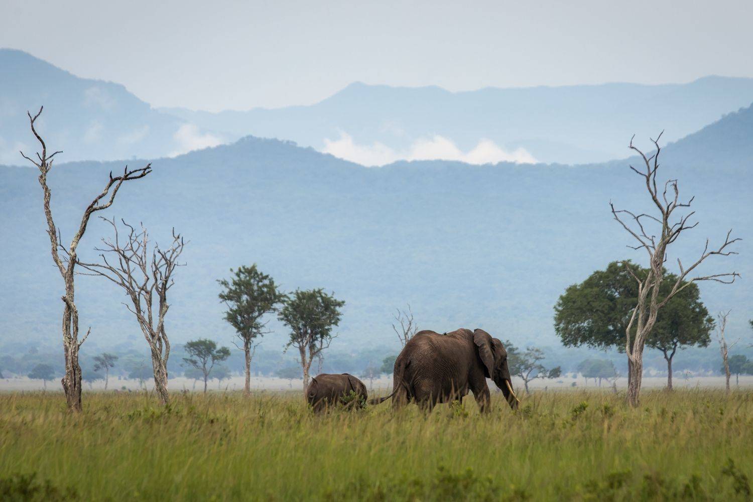 Мама для мамонтёнка. Автор: Алексей Мараховец Танзания, Алексей Мараховец