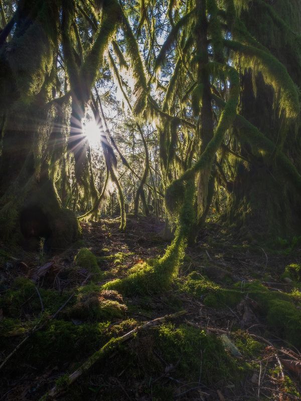 canada, moss, old, tree, forest, СКАЗКИ МОХНАТОГО ЛЕСАphoto preview