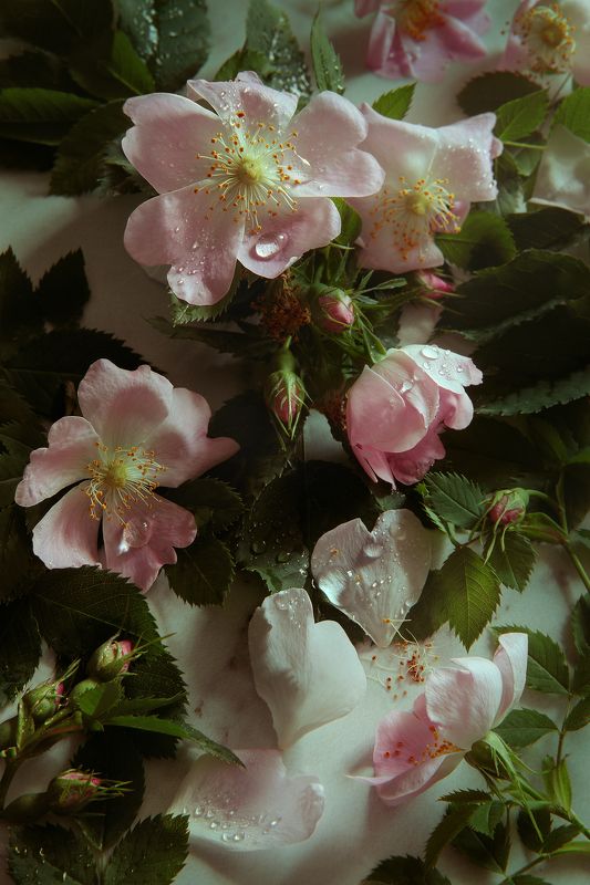 Шиповникphoto preview