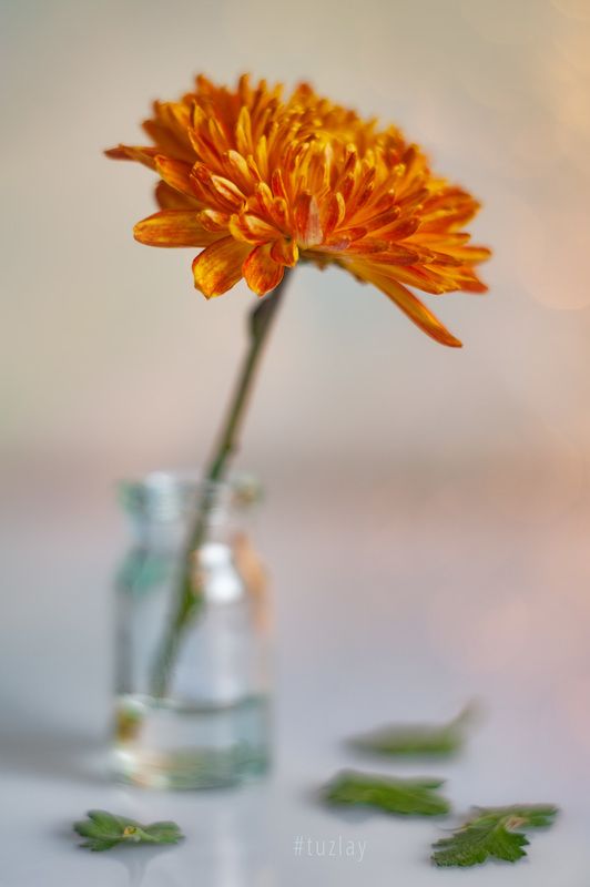 хризантемы Октябрьский этюдphoto preview