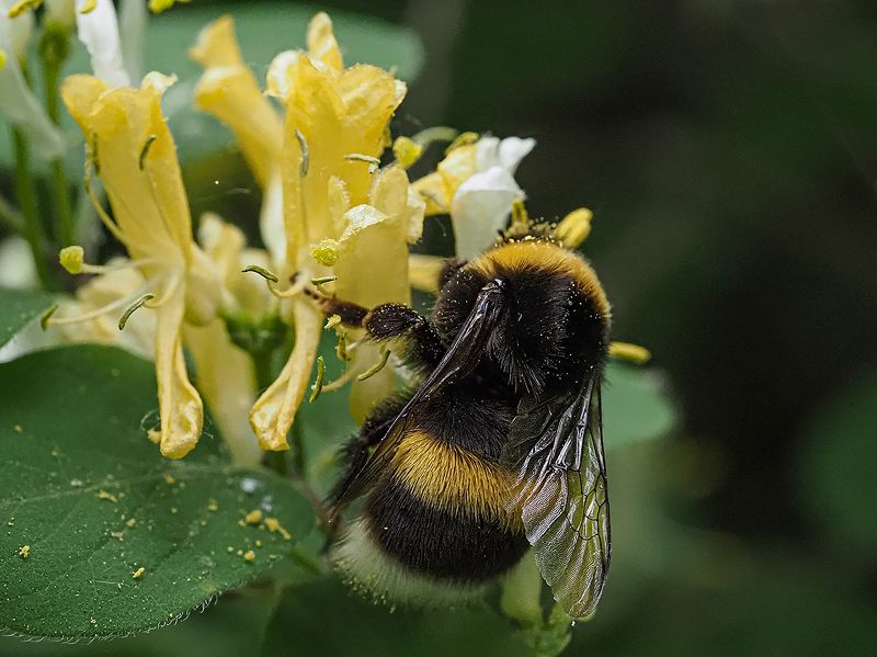 мохнатый полосатыйphoto preview