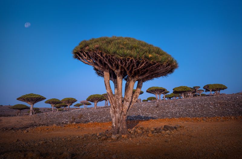 сокотра йемен socotra soqotra yemen драконово дерево вечер dragontree Dragon treephoto preview