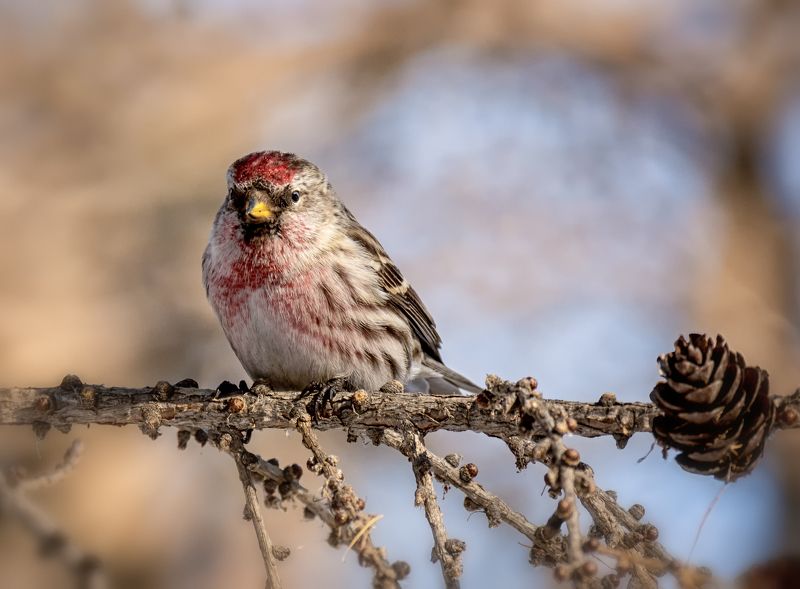 птица, чечётка, самец, март чечётка..photo preview