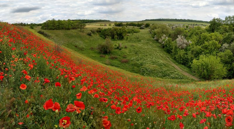 мак,poppy,маки,цветы,природа,nature,пейзаж,макро,весна,красный,цвет,red,красота,цветение,краски,landscape, Маковый пожарphoto preview