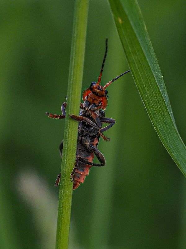 акробатphoto preview