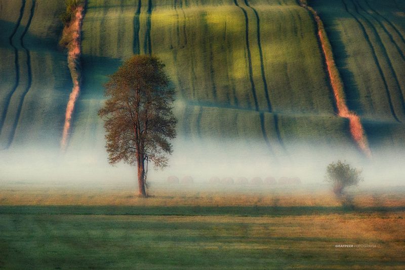 fields, lonely, tree, foggy, morning, springtime, rpowroznik, landscape lonely...photo preview