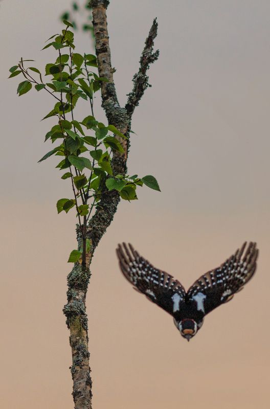 дятел, ленинградская область, птицы, болото, ленобласть На болотеphoto preview