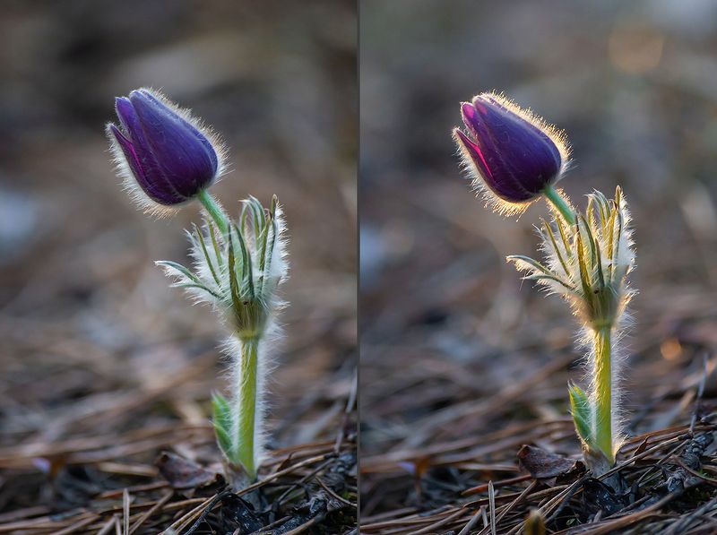 сон-трава, прострел раскрытый, мещёра, рязанская область, весна, закат В ожидании света …photo preview