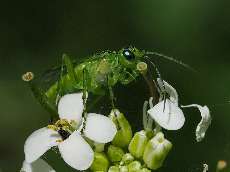 этюд в зеленых тонахphoto preview