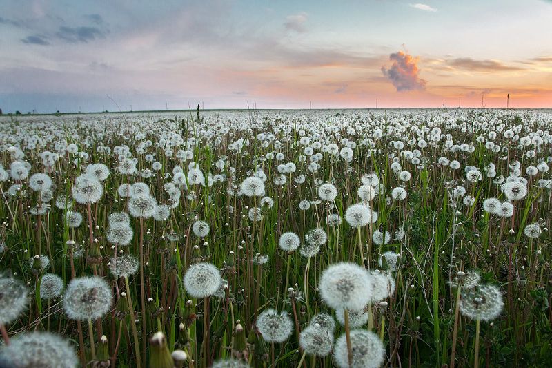 Одуванчики отцвелиphoto preview