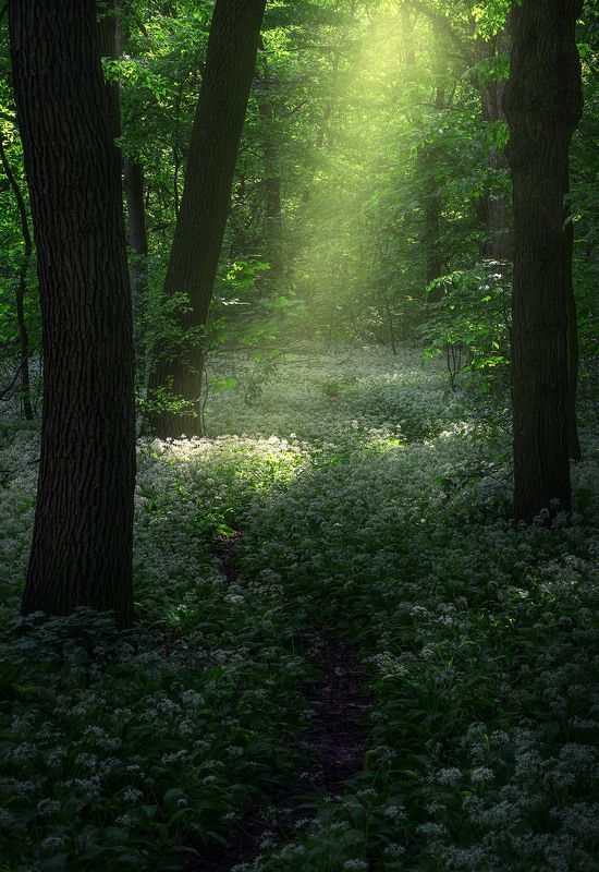 Wild garlic photo preview