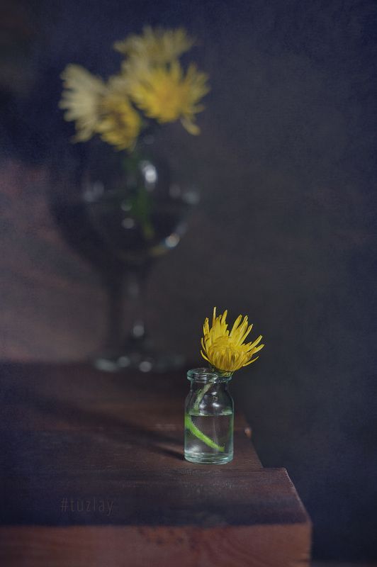 хризантемы Ноябрьский этюдphoto preview