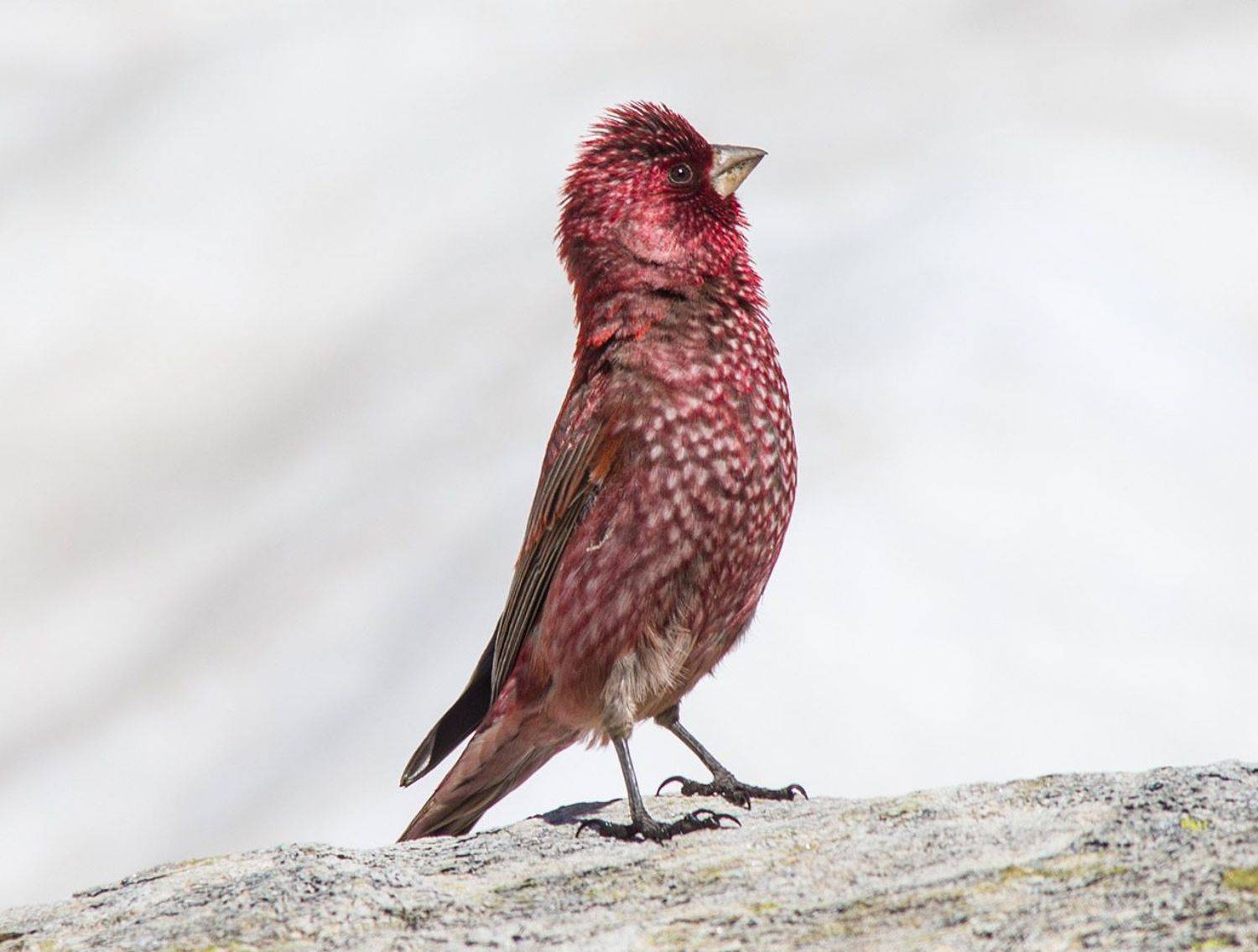 большая чечевица, Хасан Журтов