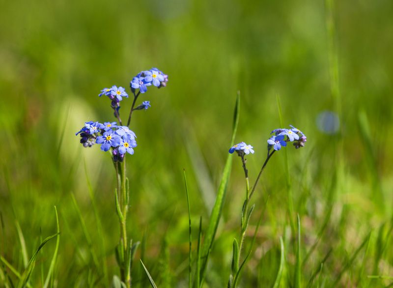 природа, цветы, полевые цветы, луговые цветы, незабудка, трава, макро Незабудкиphoto preview