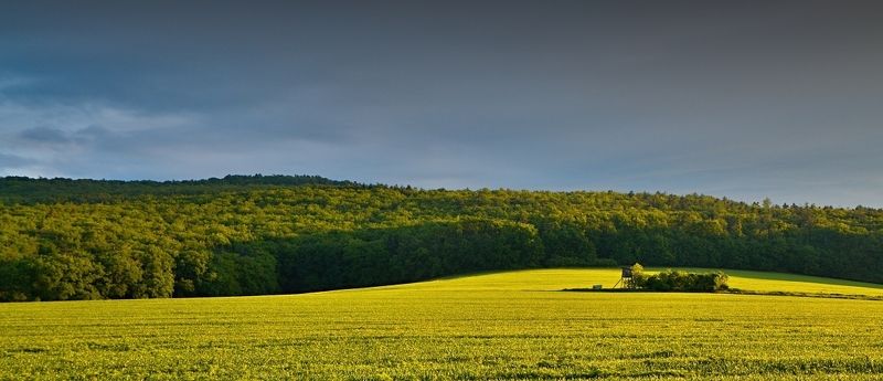 Morning in the woodsphoto preview