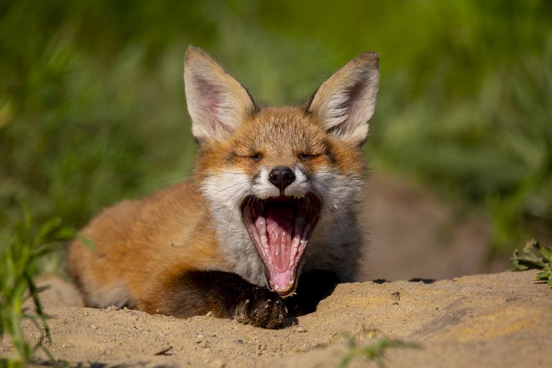 живая, природа ***photo preview