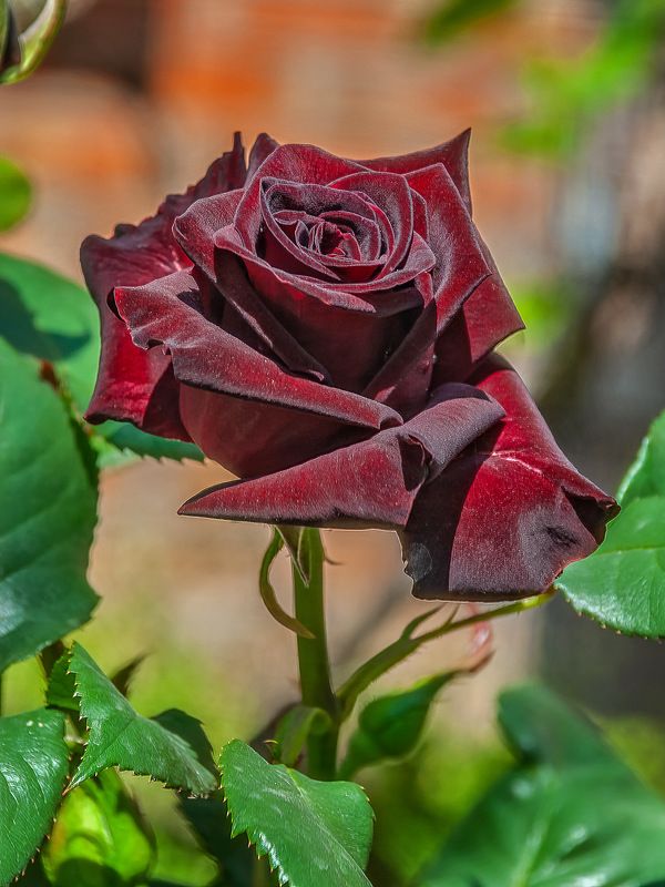 Розочкаphoto preview