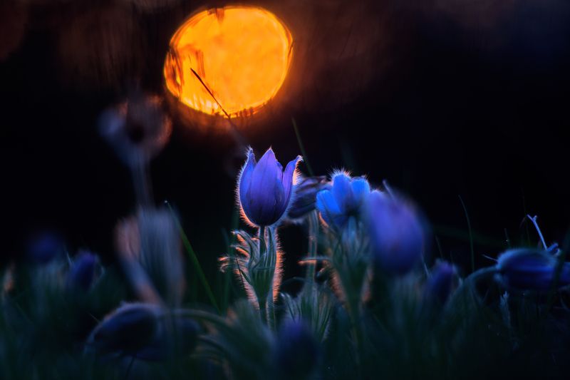 nikkor 105/1.8 ais Sunrise фото превью