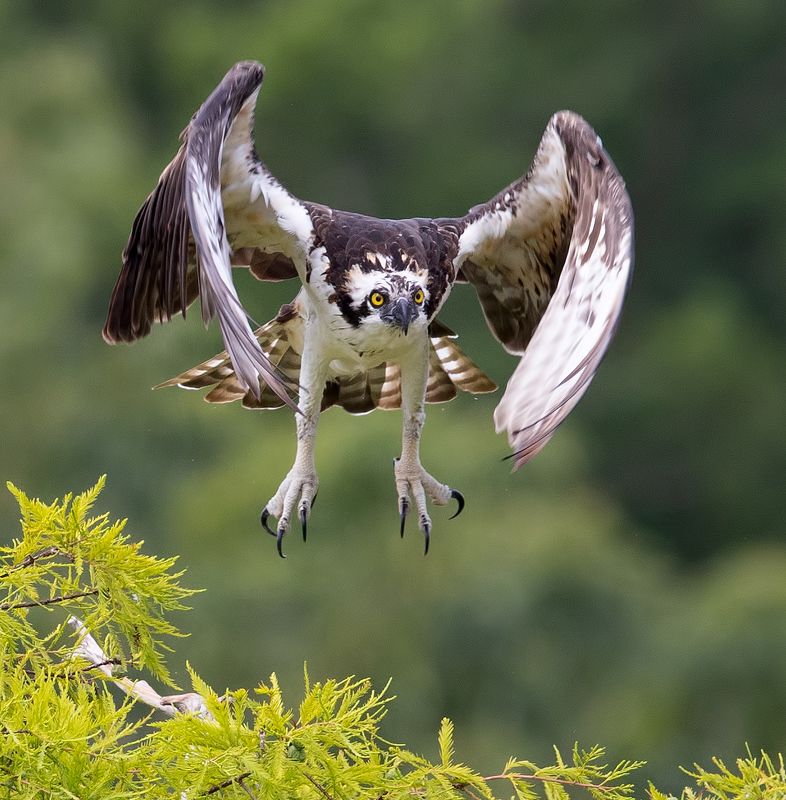 скопа, osprey, florida, флорида, хищные птицы Osprey - Скопаphoto preview