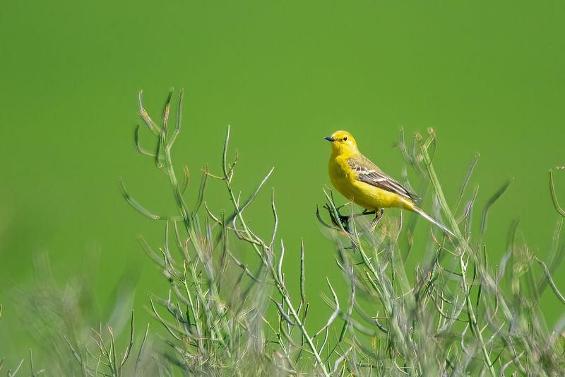 yellowhammer; bruant jaune; sparrow, bird, nature, normandy Yellowhammerphoto preview
