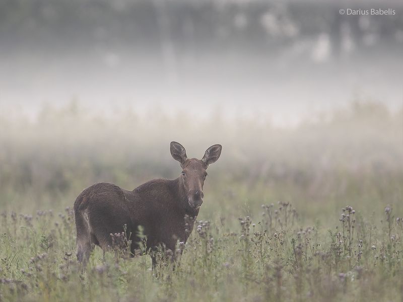 Лосьphoto preview